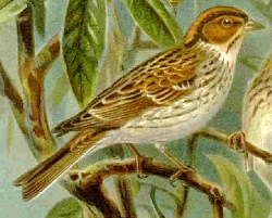 Emberiza pusilla