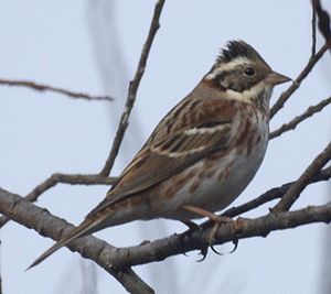 Emberiza rustica