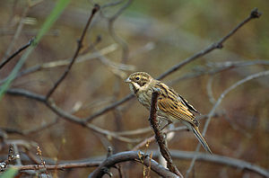 Emberiza schoeniclus