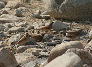 Emberiza striolata