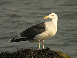 Larus marinus