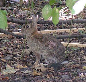 Oryctolagus