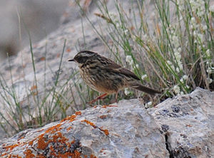 Prunella ocularis