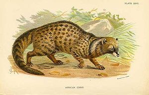 Afrika palmiye misk kedisi