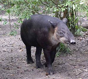 Baird tapiri