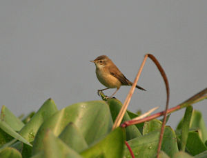 Acrocephalus agricola