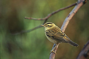 Acrocephalus schoenobaenus