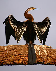 Anhinga melanogaster