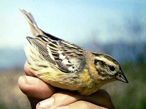 Emberiza aureola