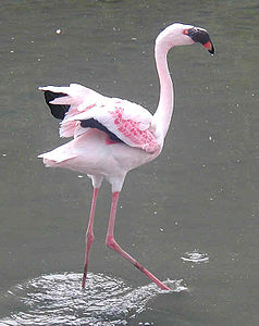 Küçük Flamingo