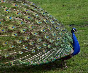 Pavo Cristatus