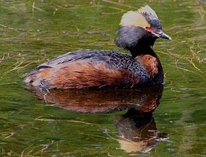 Podiceps auritus