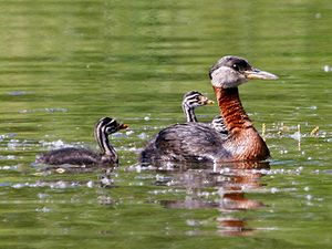 Podiceps grisegena