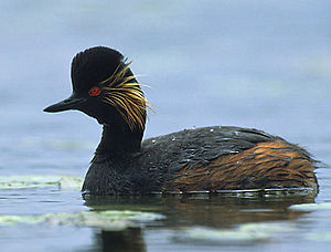 Podiceps nigricollis