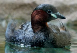 Podiceps ruficollis