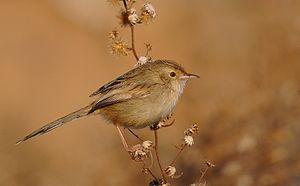 Prinia gracilis