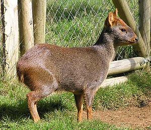 Pudús