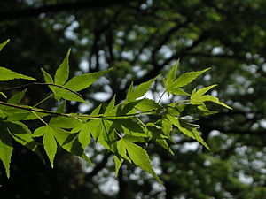 Acer palmatum subsp. amoenum