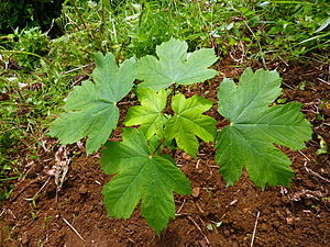 Acer trautvetteri