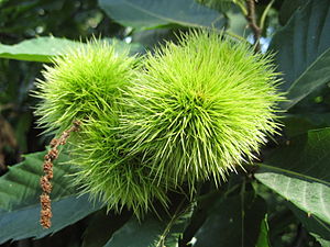 Castanea vulgaris