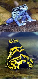 Dendrobates