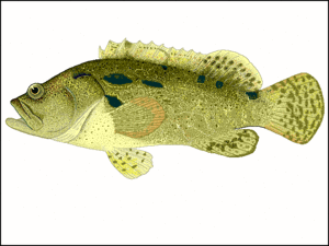 Epinephelus guaza