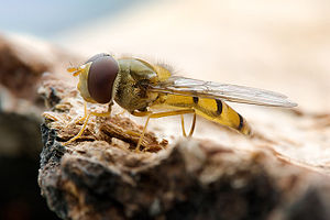 Episyrphus balteatus