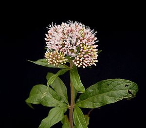 Eupatorium cannabinum