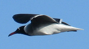 Larus leucophthalmus