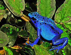 Mavi zehirli ok kurbağası