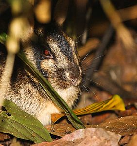 Nesolagus netscheri