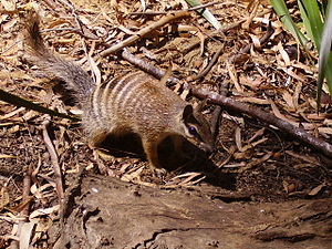 Numbat