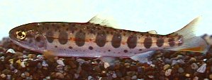 Oncorhynchus masou