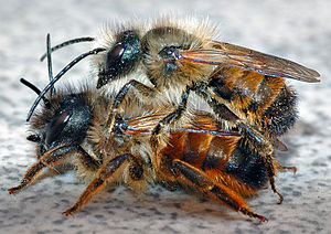 Osmia Rufa