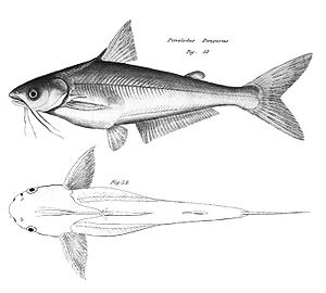 Pangasius pangasius