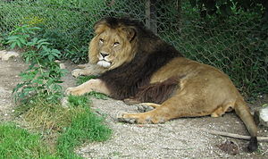 Panthera leo berberisca