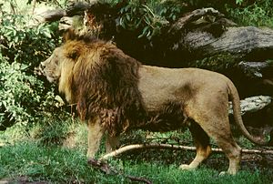 Panthera leo persica