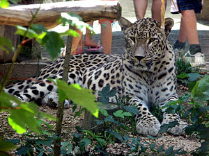 Panthera saxicolor