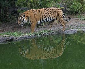 Panthera tigris corbetti