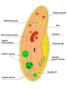 Paramecium caudata