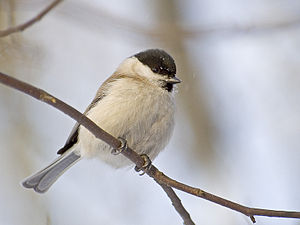 Parus palustris