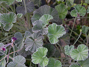 Pelargonium sidoides