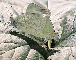 Pieris brassicae