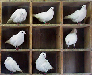 Pigeon principle