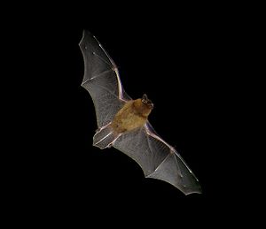 Pipistrellus pipistrellus