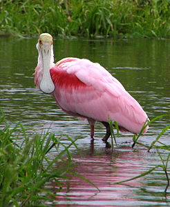 Platalea ajaja