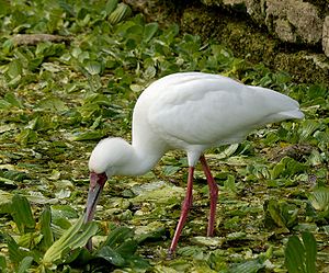 Platalea alba