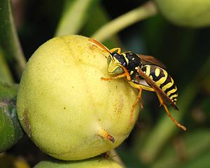 Polistes dominulus