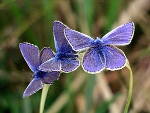 Polyommatus icarus