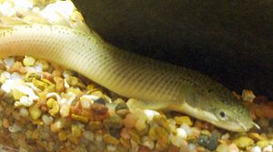 Polypterus senegalus